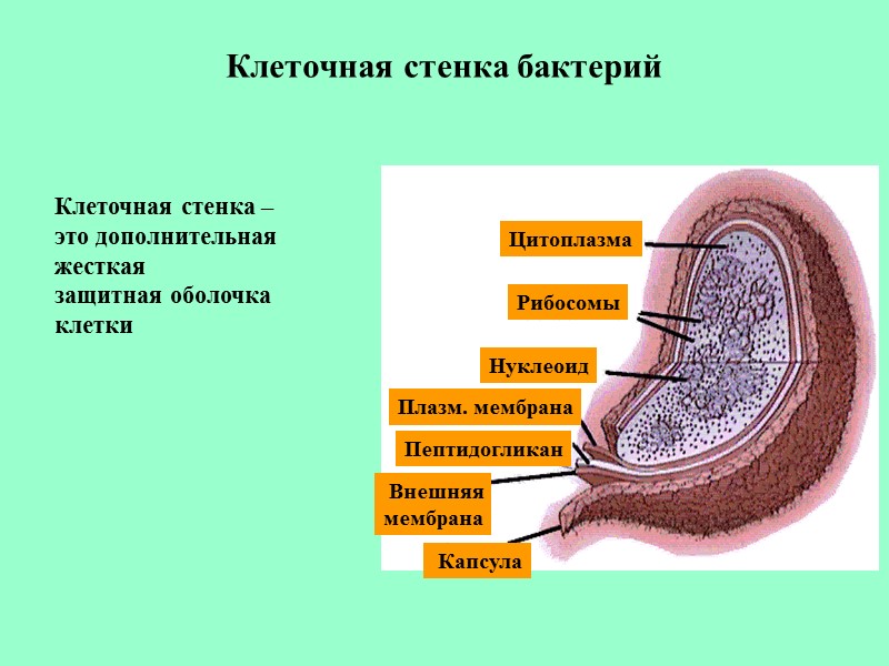 Клеточная стенка бактерий Цитоплазма Рибосомы Нуклеоид  Внешняя мембрана Пептидогликан Плазм. мембрана  Капсула